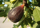 Ficus carica Turca