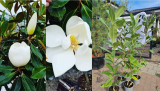 Magnolia grandiflora 2l