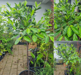 Prunus laurocerasus Novita 1/2KM