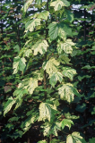 Acer pseudoplatanus 'LEOPOLDII'