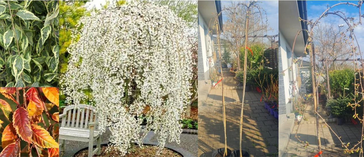 Prunus i. Frilly Frock