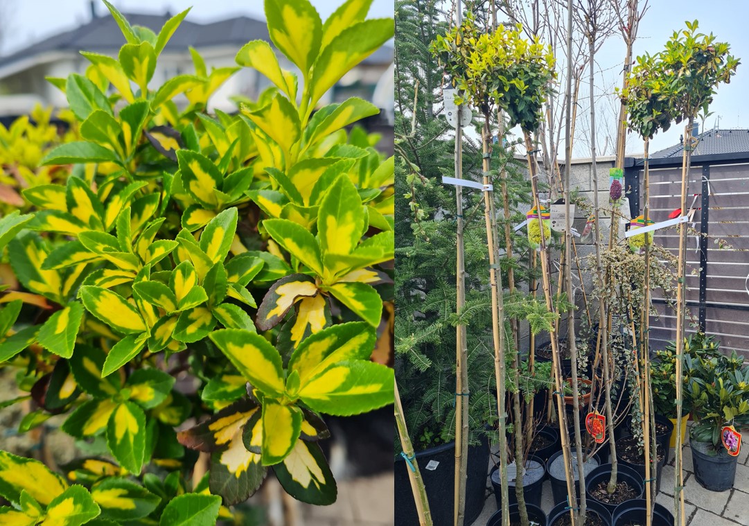 Euonymus j. Mikela 130 KM
