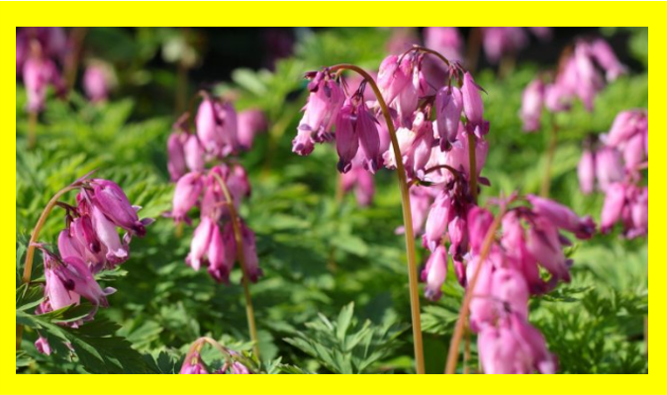 Dicentra Luxuriant