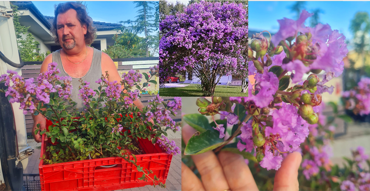 Lagerstroemia indica x f. Powatan
