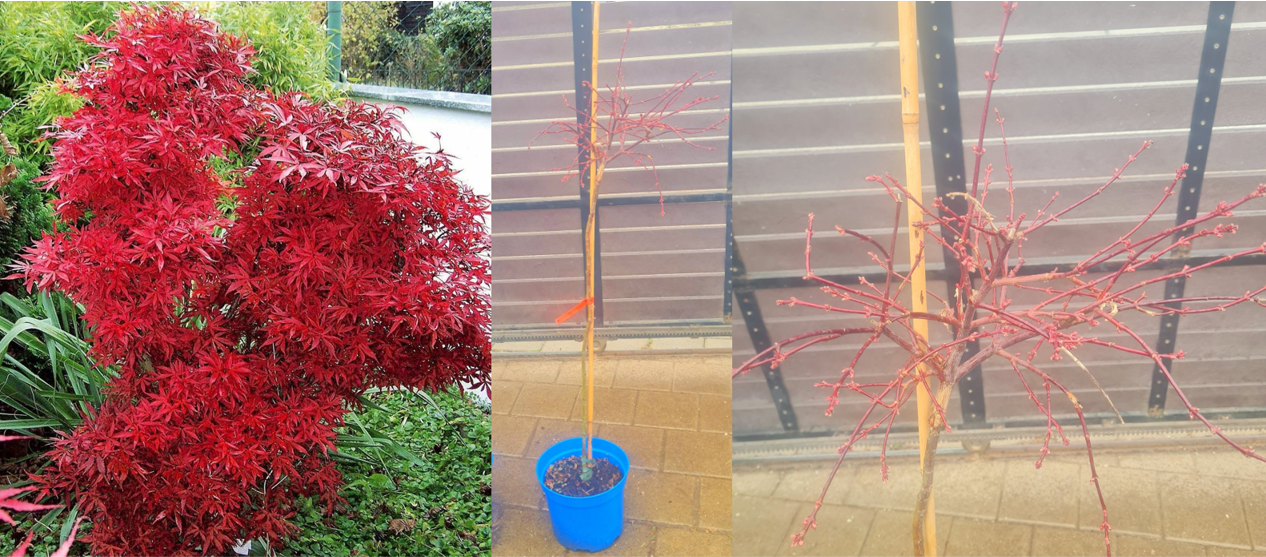 Acer palmatum Shaina KM 110