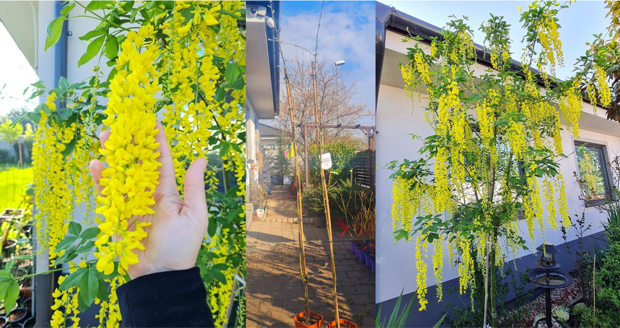 Laburnum wat. VOSSII 200