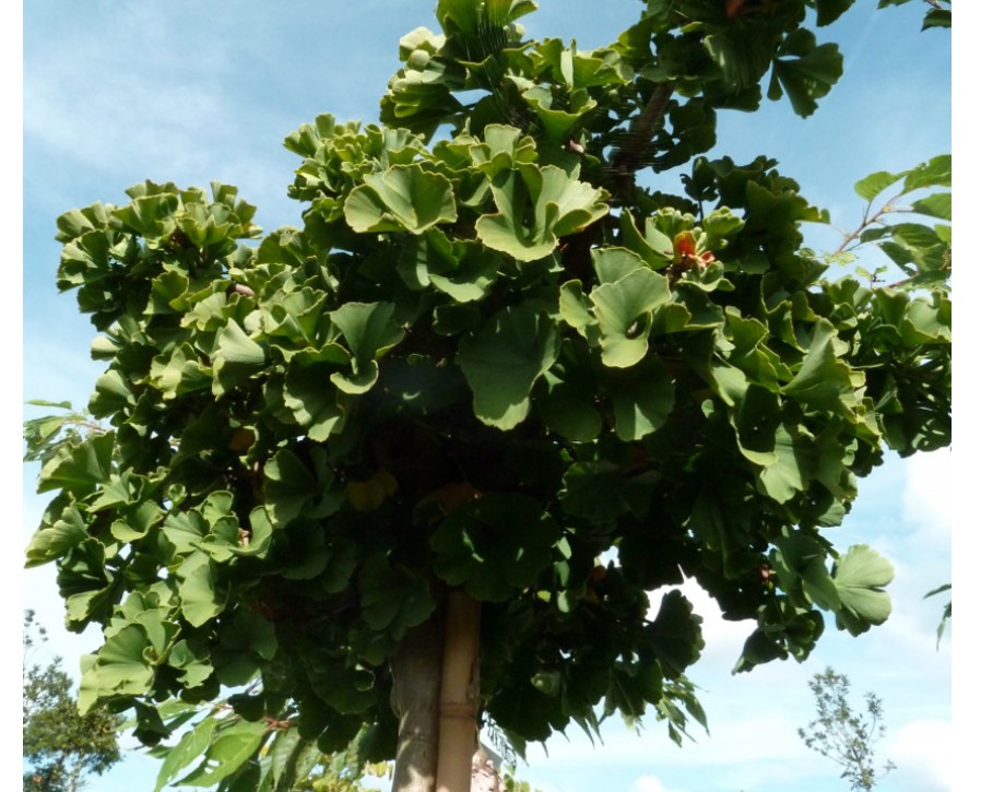 Ginkgo biloba Troll vysokokmeň