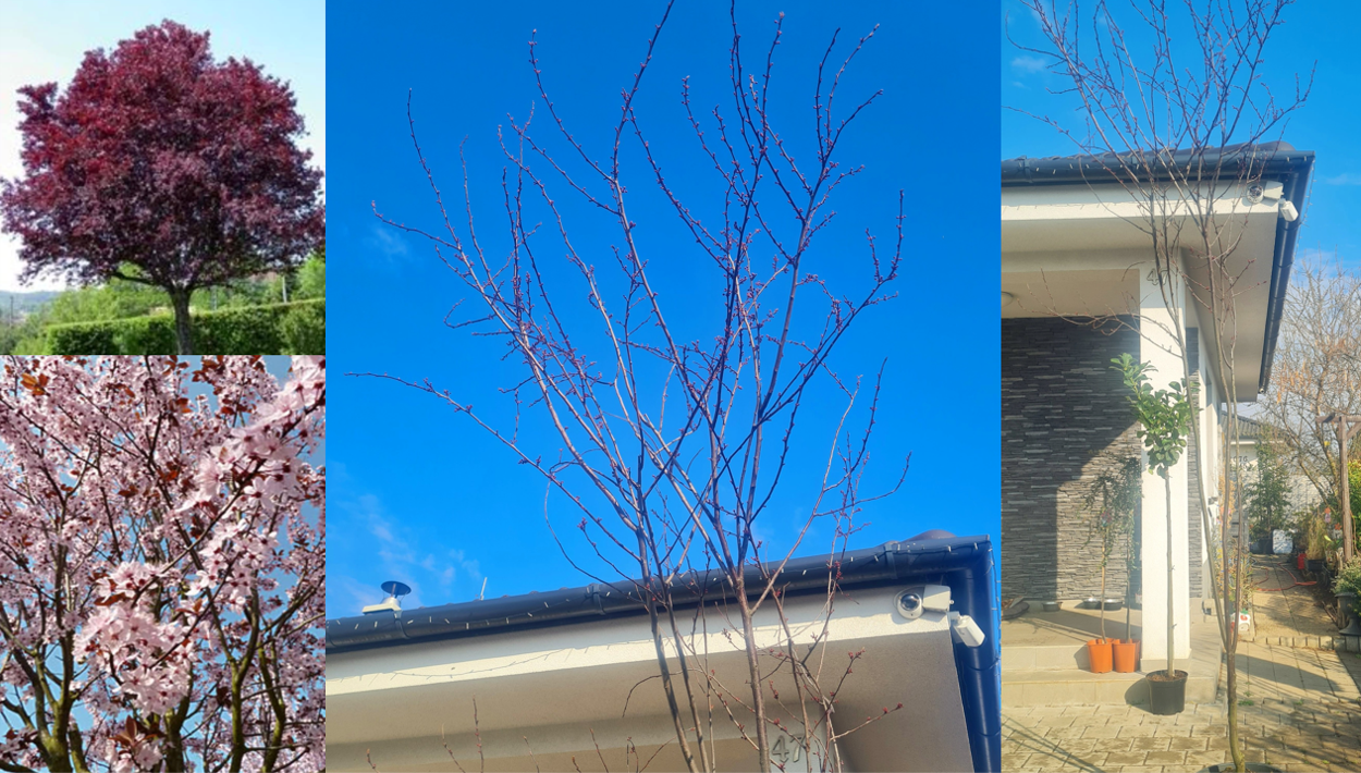 PRUNUS CER. PISARDII viackmeň