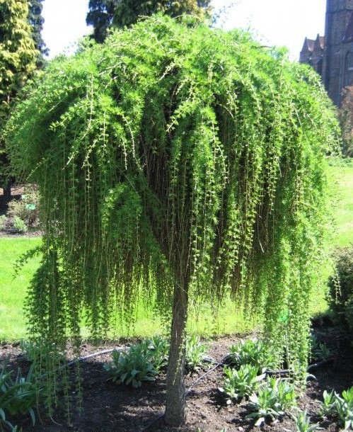 Larix kaempferi "Stiff Weeping" - KM 100