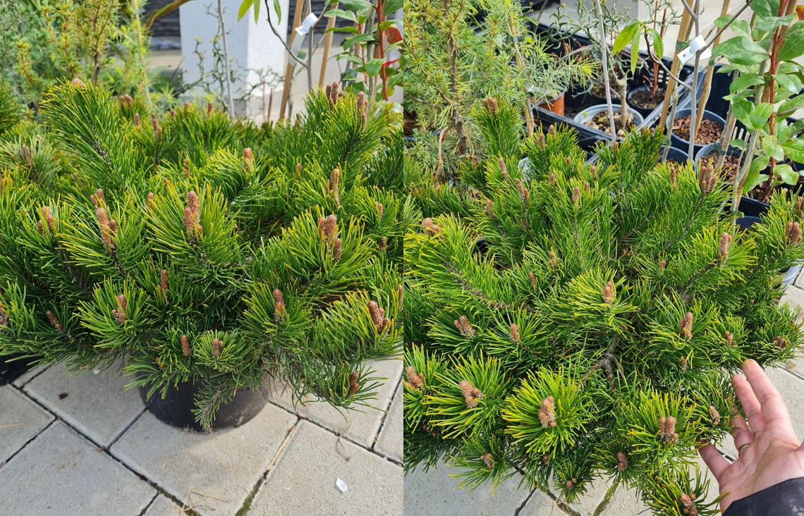 Pinus mugo "Pumilio" 5l