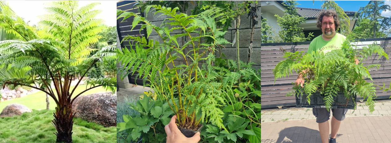 Cyathea cooperi stromová papraď