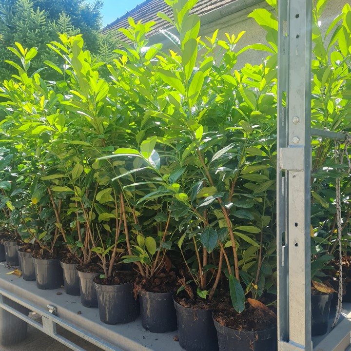 Prunus l. Novita 80/100