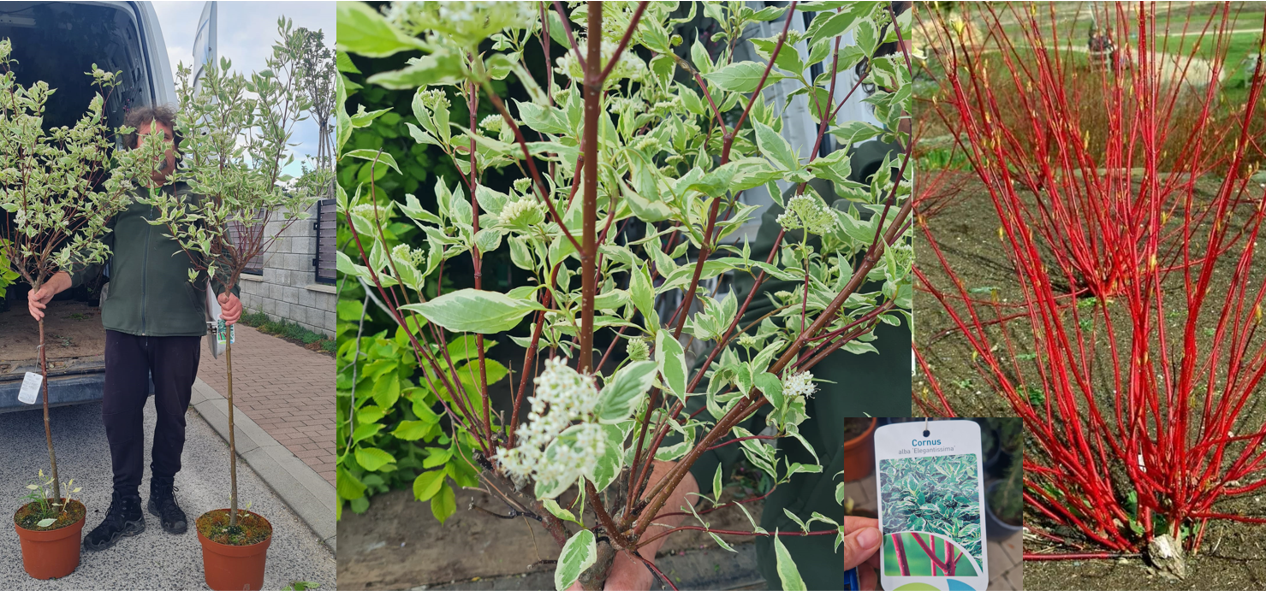 Cornus alba Elegantissima na kmienku