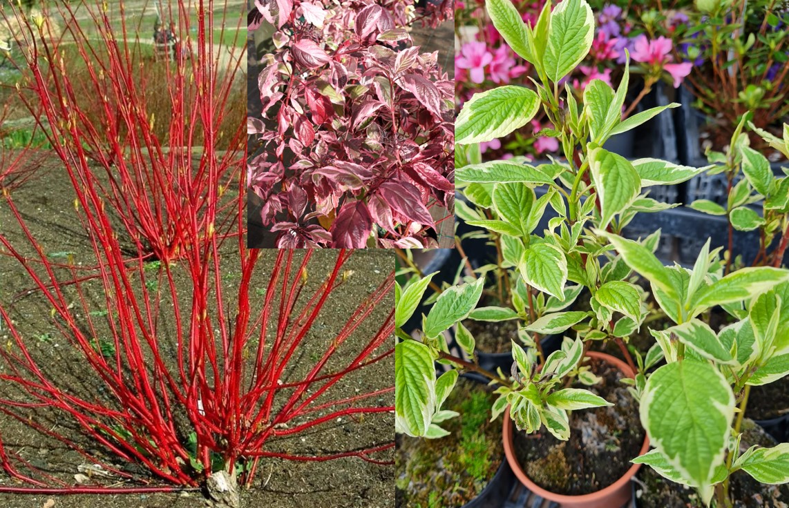 Cornus alba "Sibirica Variegata" 