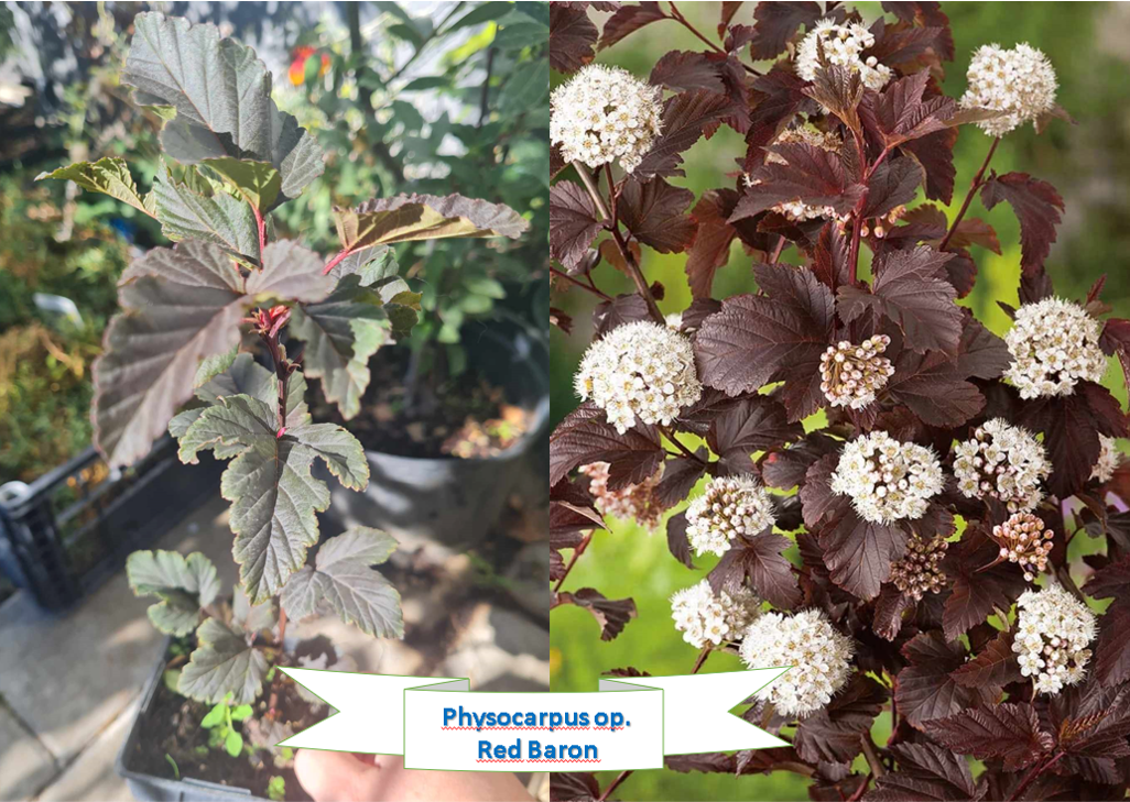 Physocarphus o. Red Baron