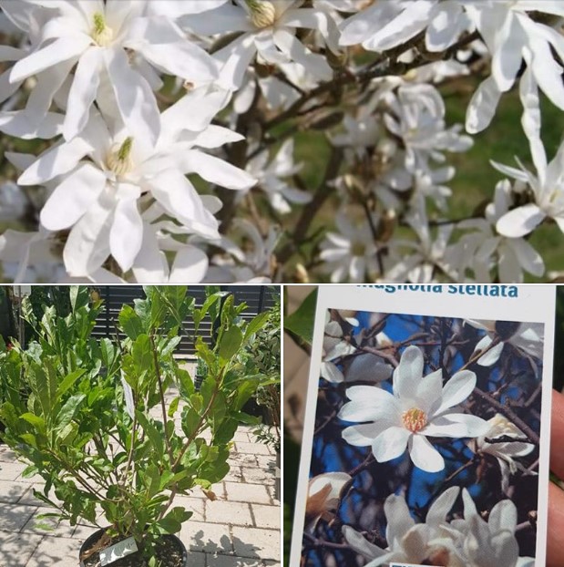Magnolia Stellata 25l