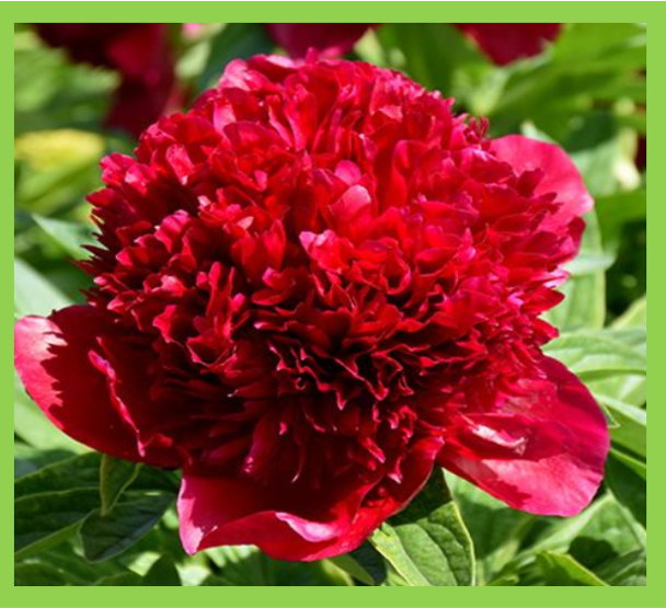 Paeonia Red Charm