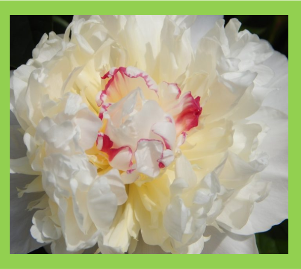Paeonia Festiva Maxima