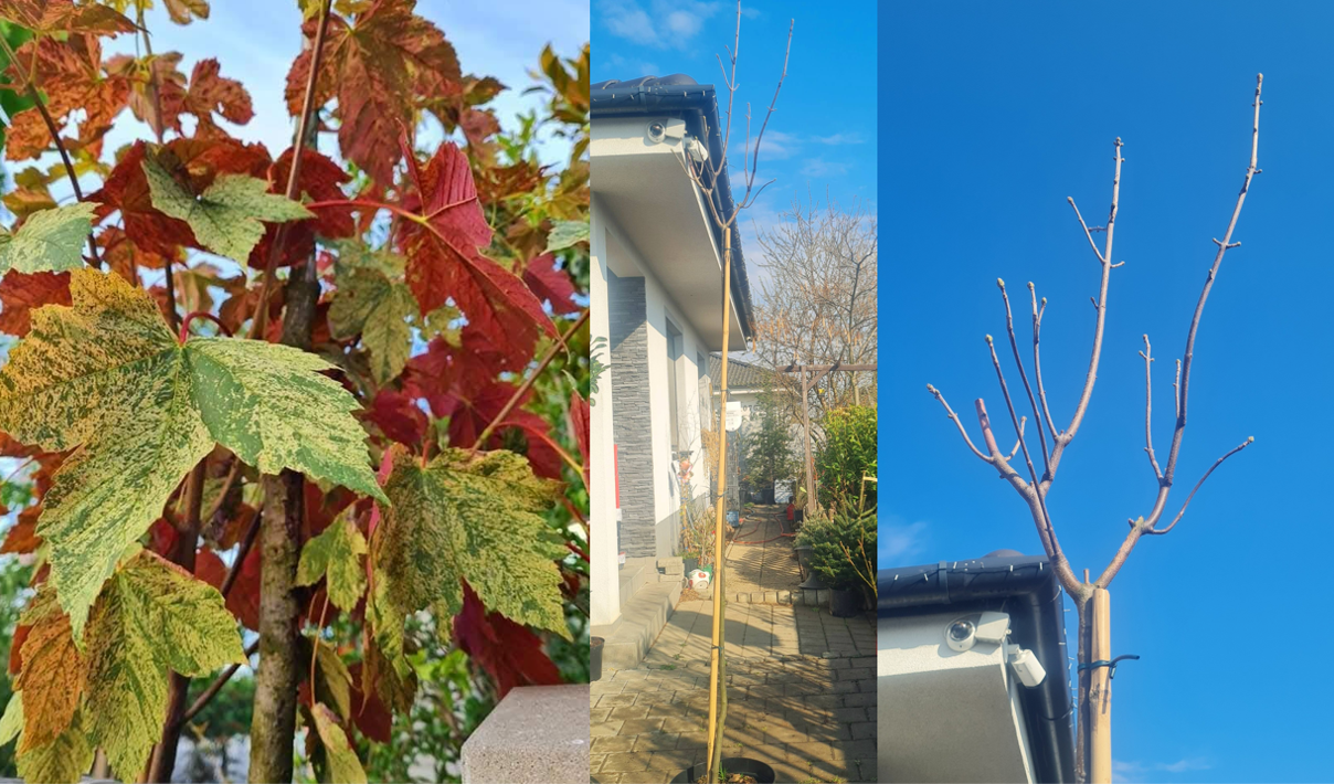 Acer pseudoplatanus Esk Sunset