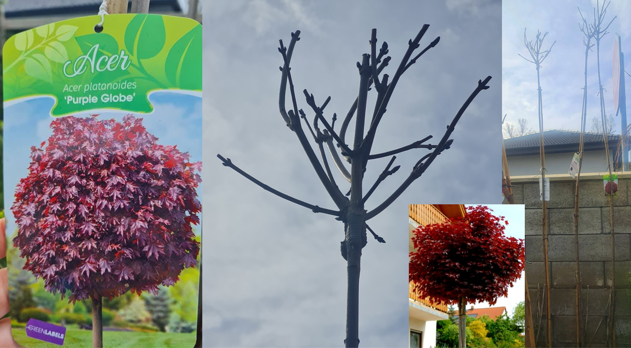 Acer platanoides Purple Globe