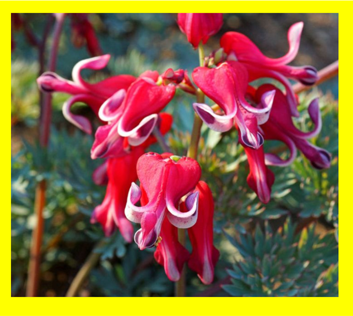 Dicentra Fire Island
