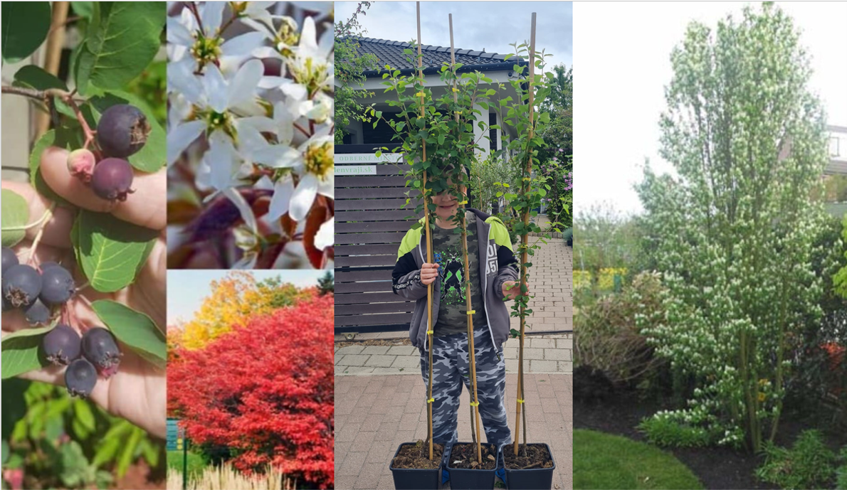 Amelanchier a. Obelisk