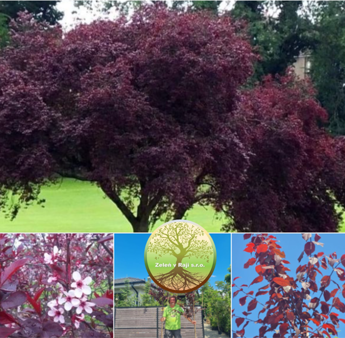 Prunus cer. Pissardii Nigra 160/180