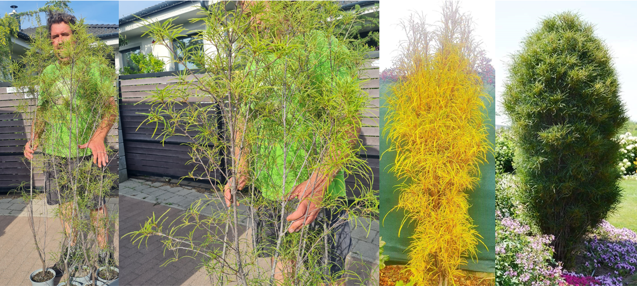 Rhamnus frangula asplenifolia