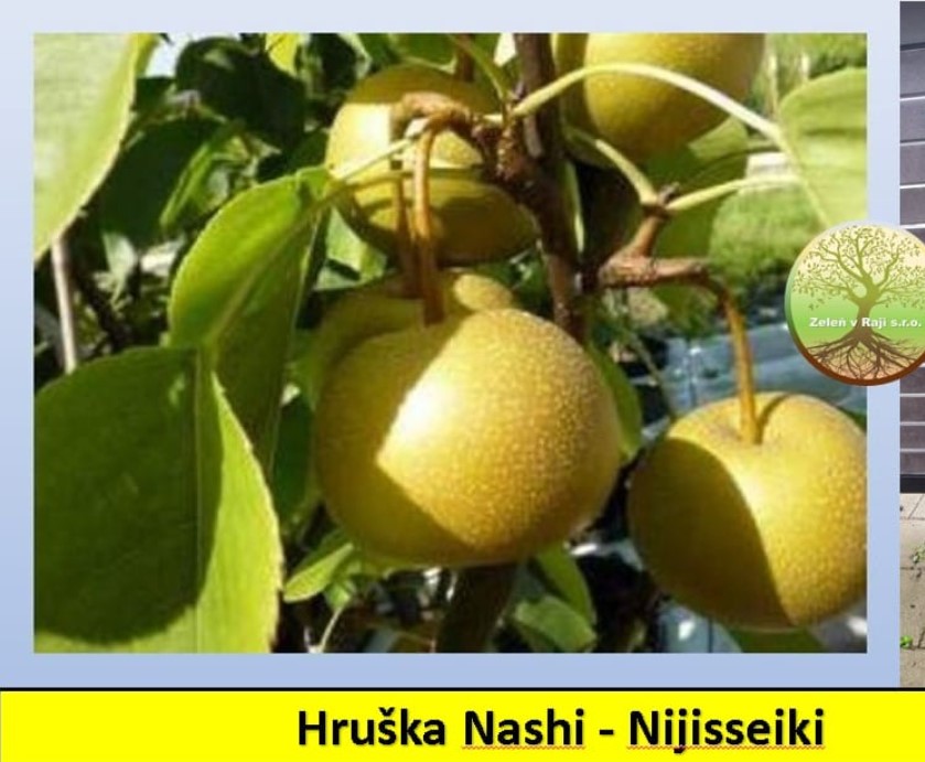 Hruška Nashi - Nijisseiki