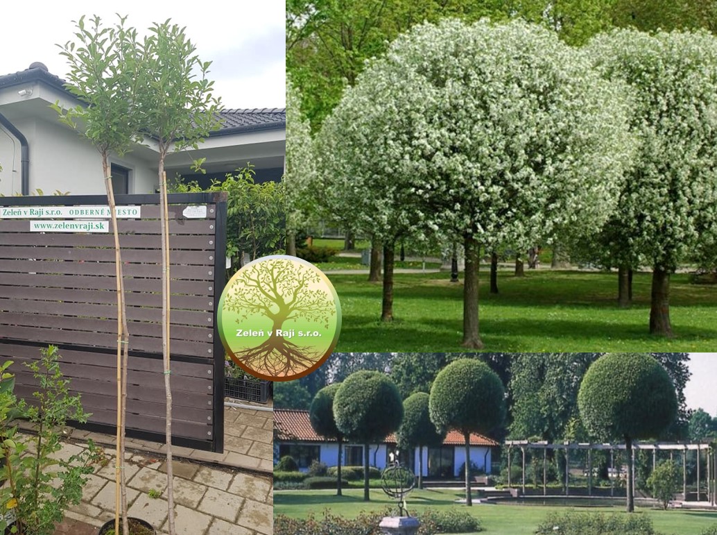 Prunus fruticosa Globosa VK100
