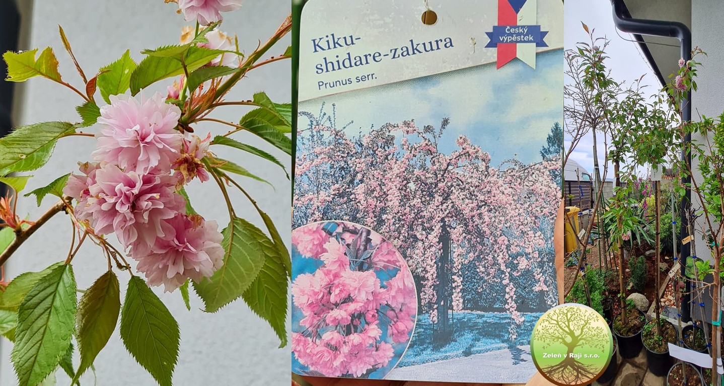 Prunus s. Kiku Shidare Sakura VK180