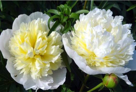 Paeonia Laura Dessert