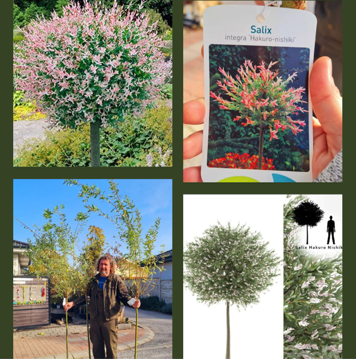 Salix x intermedia "Hakuro-Nishiki" 