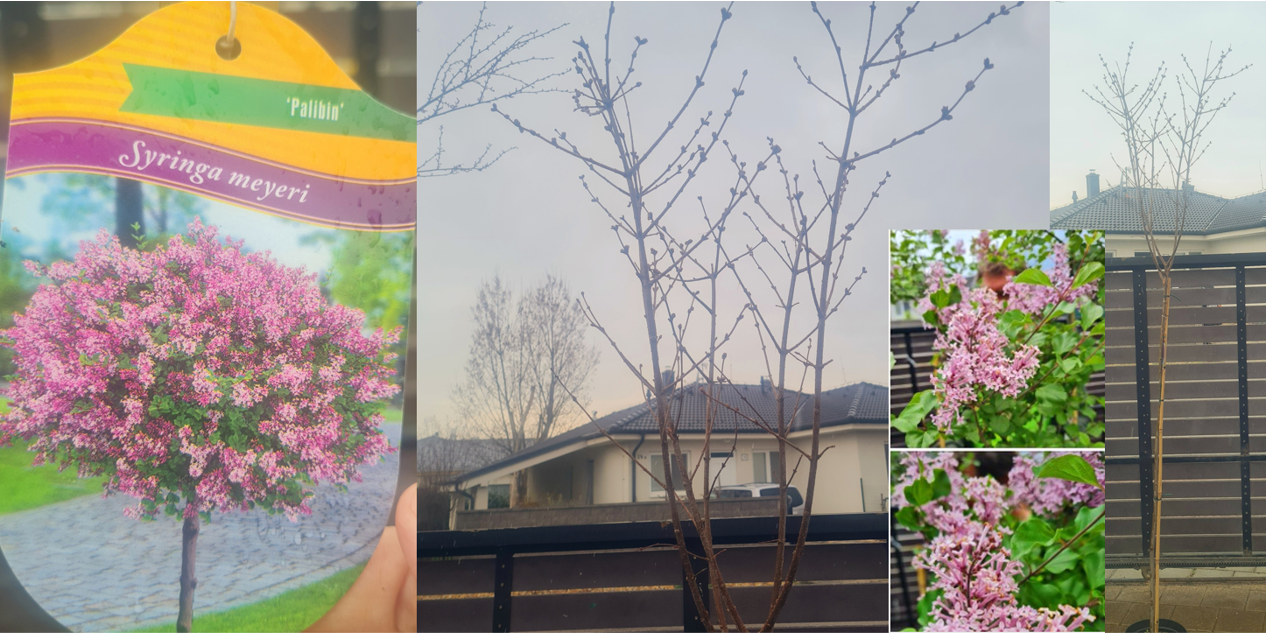 Syringa meyeri Palibin KM