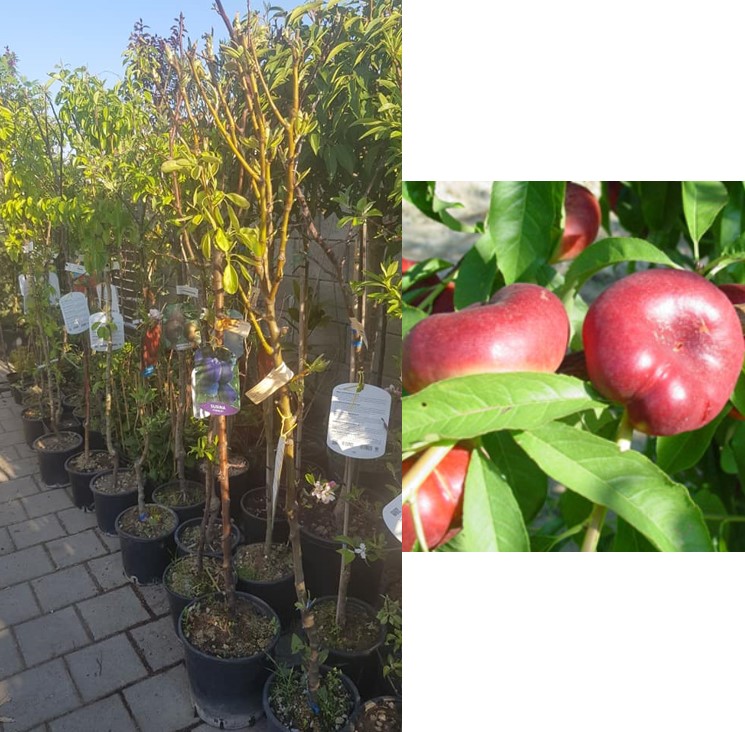 Prunus persica platicarpa - plochá nektarina