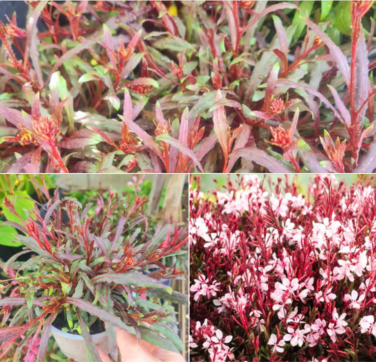Gaura l. Gaudi Medium Pink