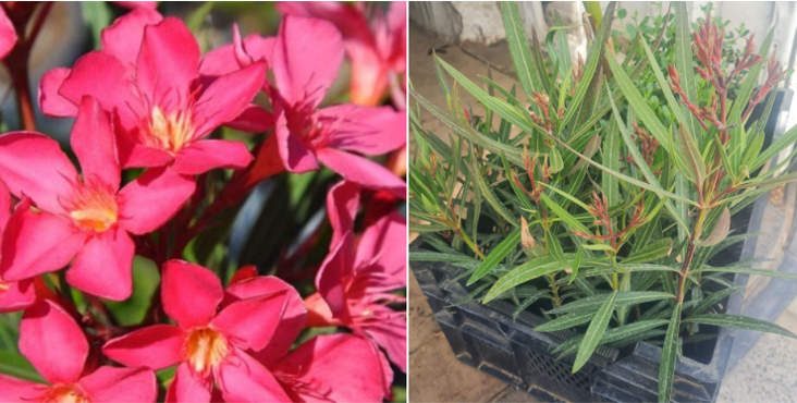 Oleander Papa Gambetta