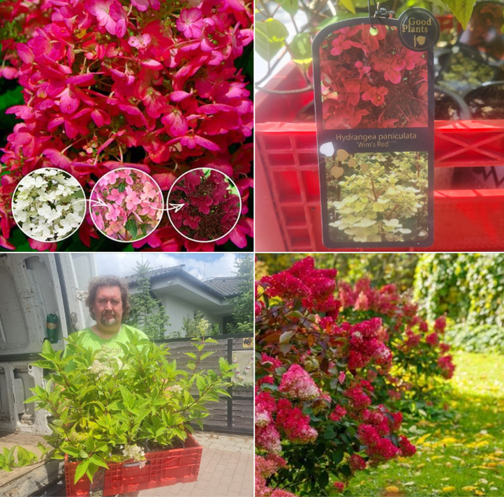 Hydrangea pan. Wims Red 5l