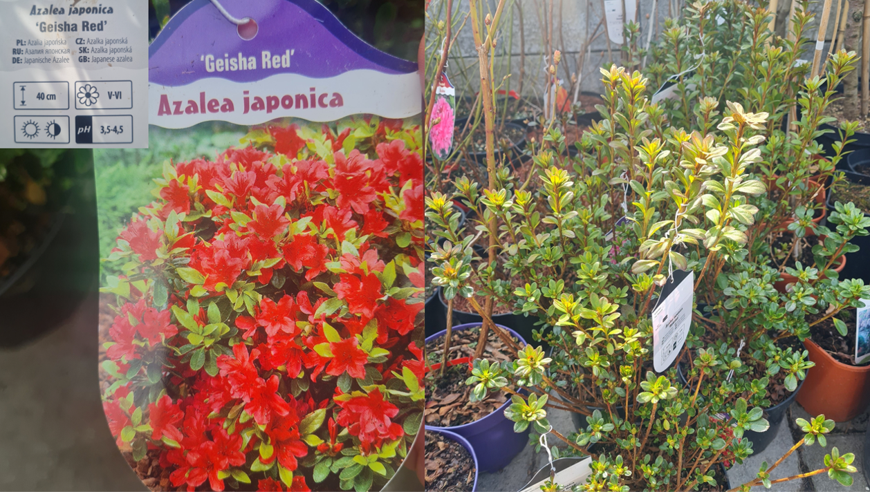 Azalea japonica Geisha Red