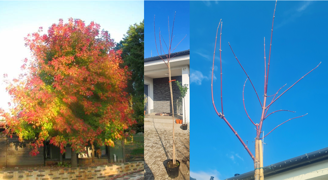 Acer neg. Sensation