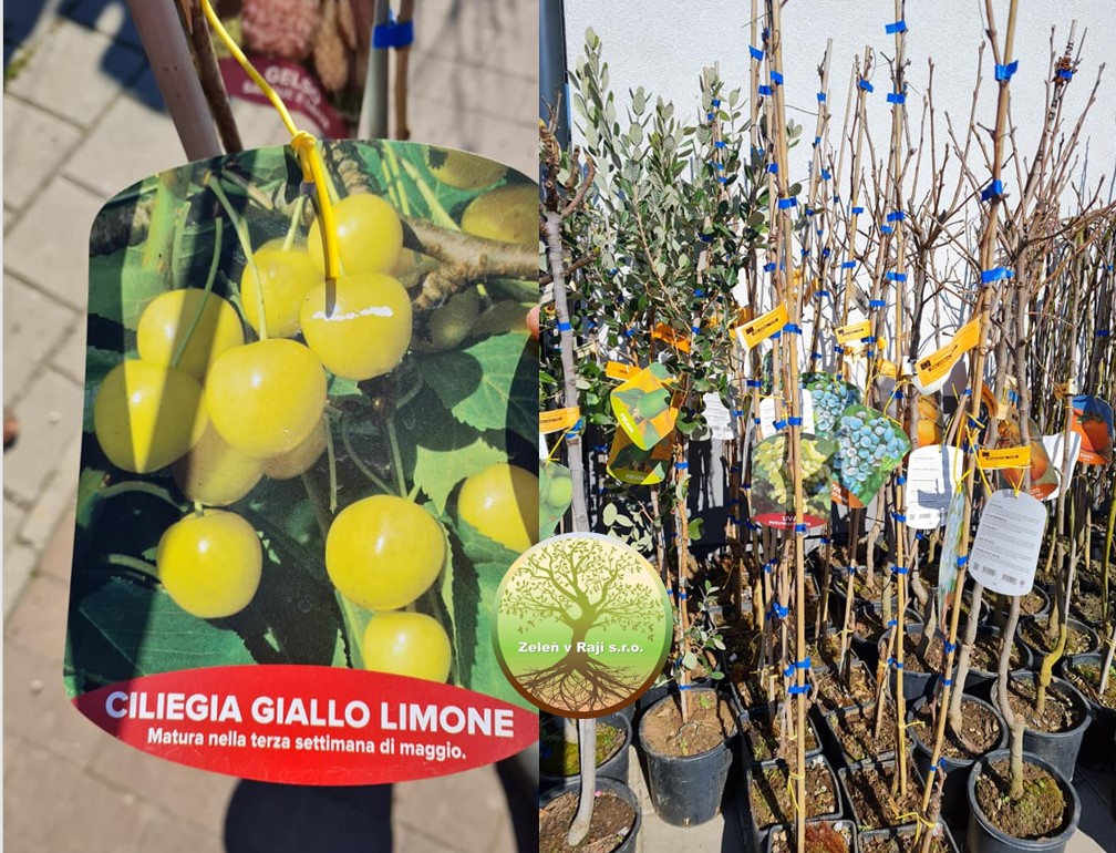 Prunus avium Giallo Limoni