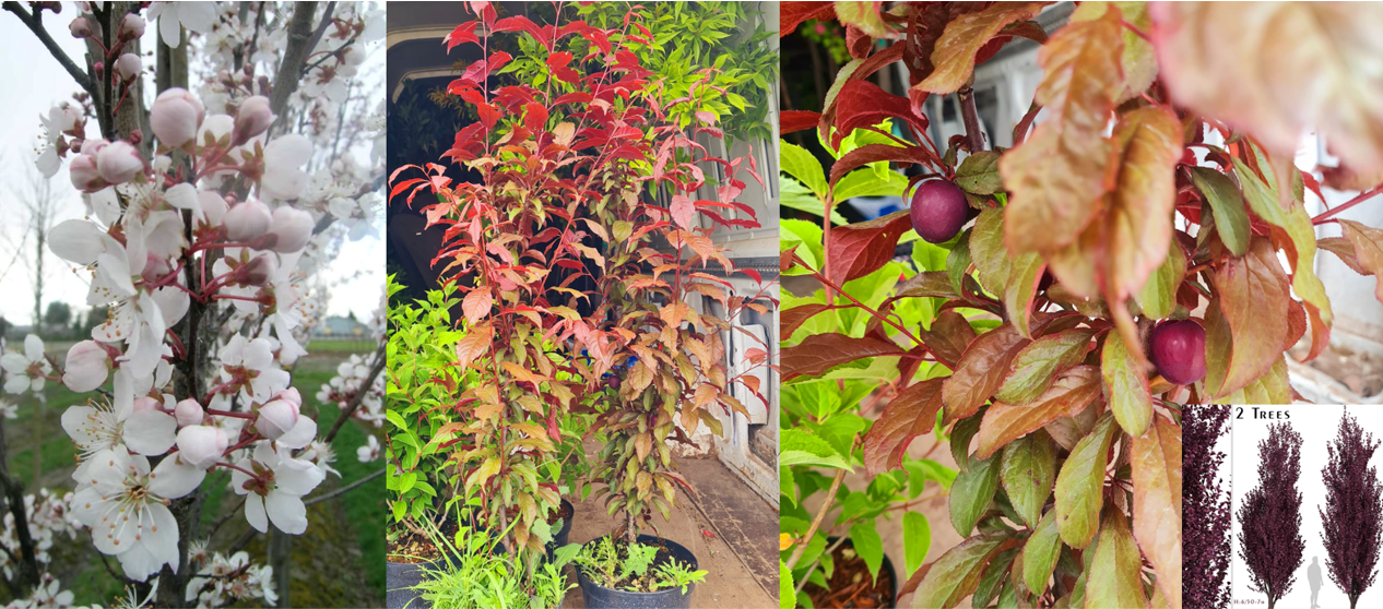 Prunus Crimson Pointe