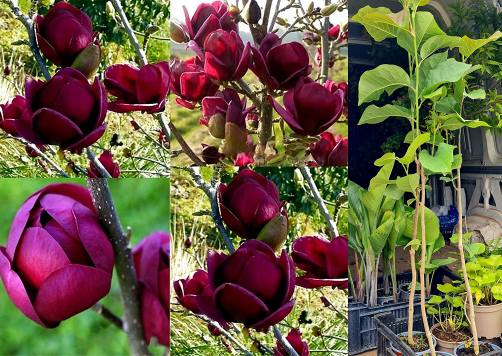 Magnolia 'Black Tulip'®
