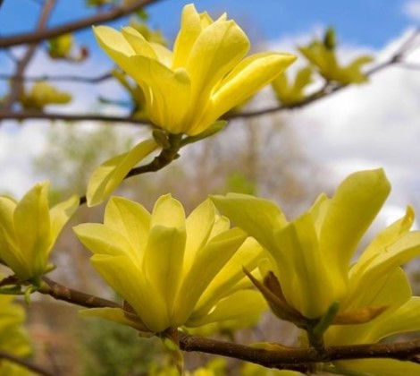 Magnolia ´Daphne´ 5l