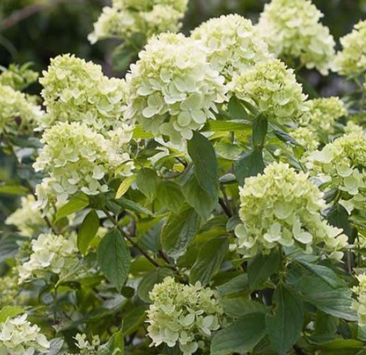 Hydrangea pan. Little Lime 1l