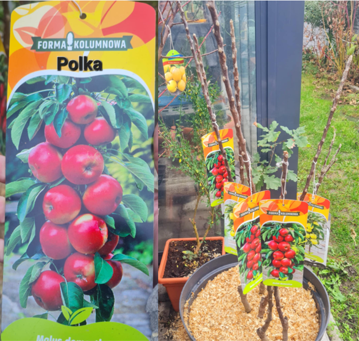 Jabloň stĺpová Polka 
