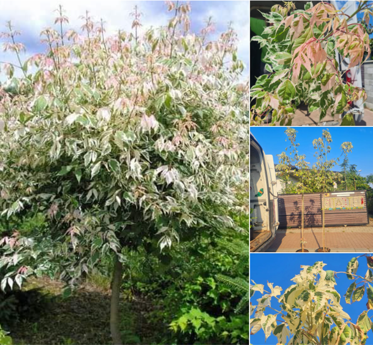 Acer negundo Flamingo
